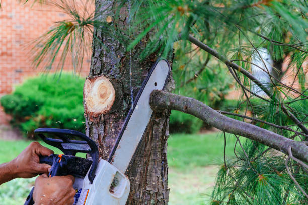 Best Tree Removal Near Me  in Lmyra, PA